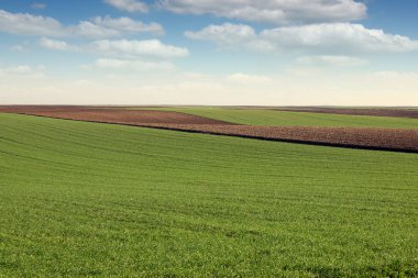 Genç yeşil buğday ve sürülmüş alan güneşli sonbahar günü manzara