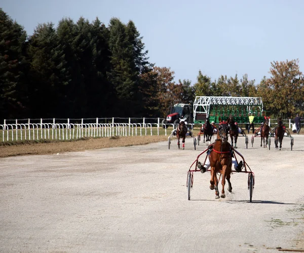 Horses Trotter Breed Motion Harness Racing — Stock Photo, Image