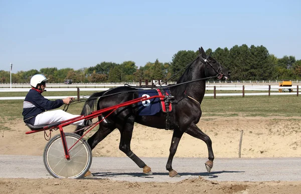 Course Harnais Hippodrome Photo De Stock