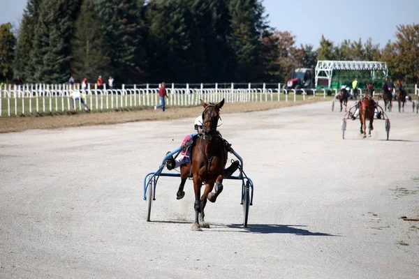 Koşum Yarış Atları Trotter Doğurmak Hareket Hippodrome Adlı — Stok fotoğraf