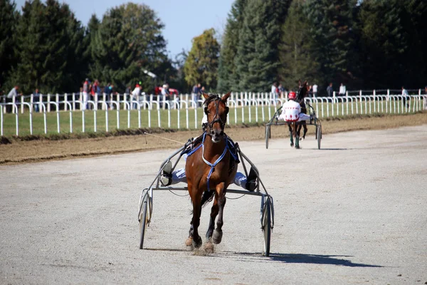 Konie Rasy Kłusak Ruchu Wyścigi Uprząż Hippodrome — Zdjęcie stockowe