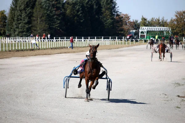 Chicote Cavalos Corrida Raça Trotter Movimento Hipódromo Imagem De Stock