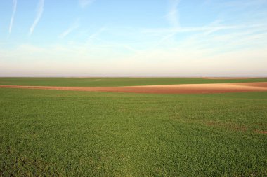 Genç yeşil buğday manzara güneşli sonbahar günü