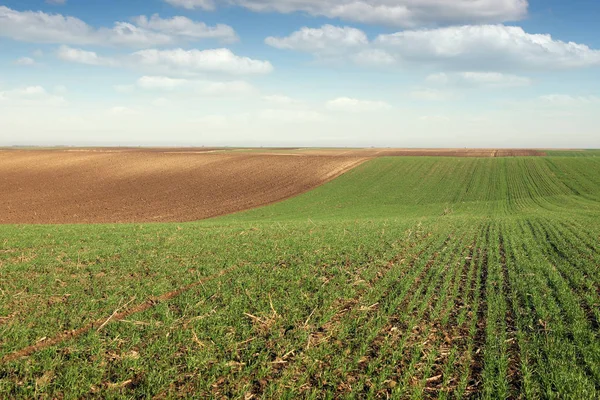 Plowed Field Young Green Wheat Landscape Autumn Season — Stock Photo, Image