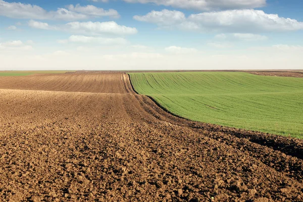 Campo Arato Giovane Paesaggio Grano Verde Soleggiato Giornata Autunnale — Foto Stock