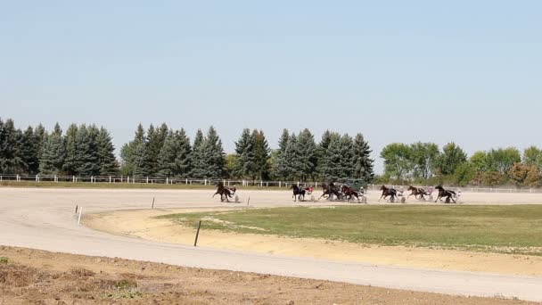 在赛马场中驾驭赛马运动的马匹 — 图库视频影像