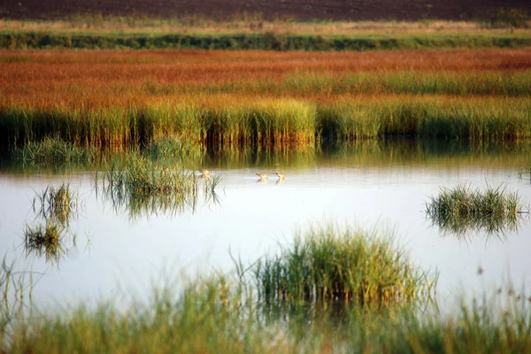 Pântano Com Pássaros Outono Temporada Paisagem — Fotografia de Stock