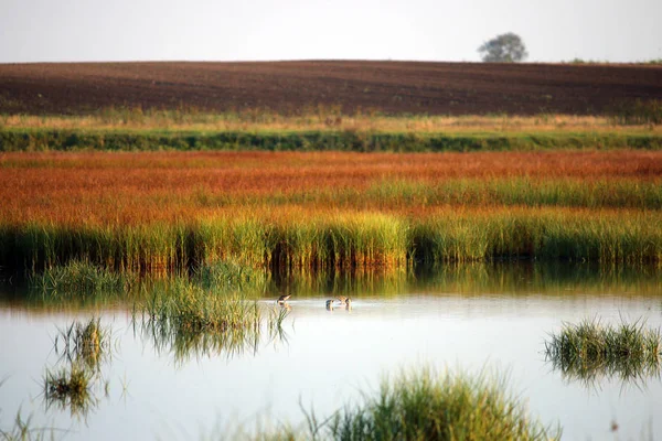 Sumpf Mit Vögeln Herbst Jahreszeit Natur Landschaft — Stockfoto