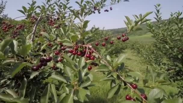 Cherry Orchard Landbouw Lente Seizoen — Stockvideo