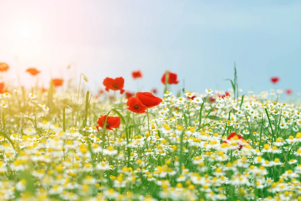 Haşhaş Papatya Çiçek Çayır Bahar Mevsimi — Stok fotoğraf
