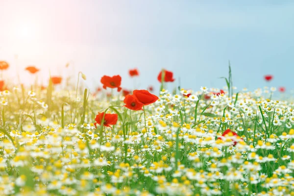 Vallmo Och Kamomill Blommor Äng Vårsäsongen — Stockfoto