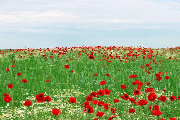 Poppies Flower Meadow Countryside Landscape Spring Season — Stock Photo, Image