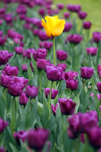 Garden Purple One Yellow Tulip Flower Spring Season — Stock Photo, Image