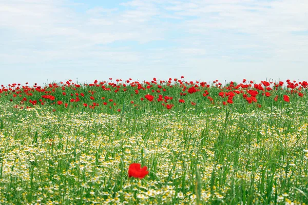 Kırmızı Haşhaş Çayır Kırsal Manzara Bahar Mevsimi Çiçek — Stok fotoğraf