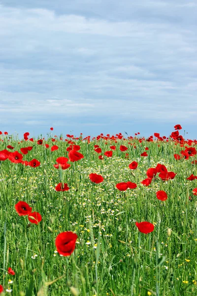 Red Poppies Flower Meadow Landscape Spring Season — Stock Photo, Image