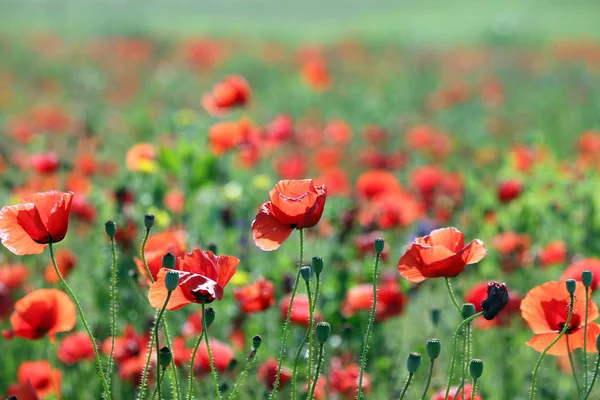 Piękne Czerwone Maki Kwiat Krajobraz Wiejski Wieś Wiosna Sezon — Zdjęcie stockowe