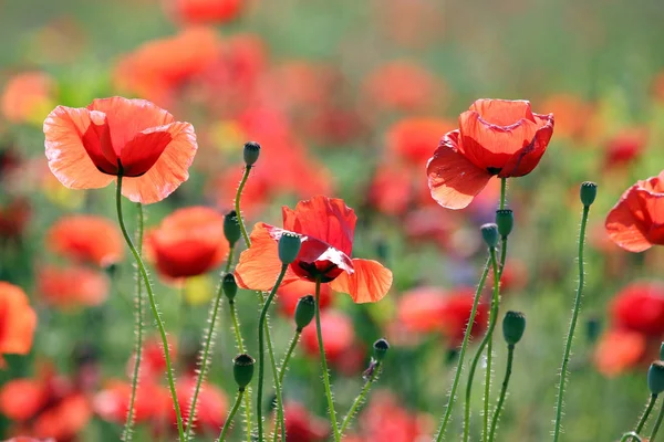 Vallmo Blommor Våren Säsongen Landsbygden — Stockfoto