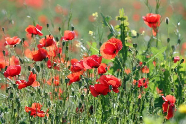 Red Poppies Flower Countryside Landscape Spring Season — Stock Photo, Image