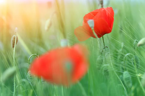 Güzel Kırmızı Haşhaş Çiçekleri Sabah Bahar Mevsimi — Stok fotoğraf