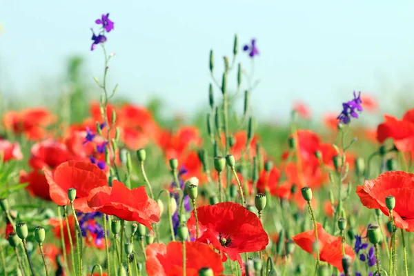 ケシの花野の花草原風景 — ストック写真