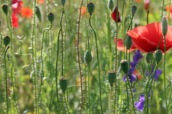 Papavers Bloem Lente Seizoen Natuur Achtergrond — Stockfoto