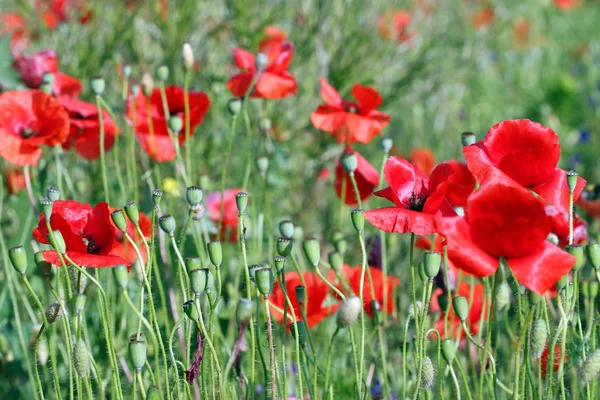 Papoilas Vermelhas Flores Verde Campo Estação Primavera — Fotografia de Stock