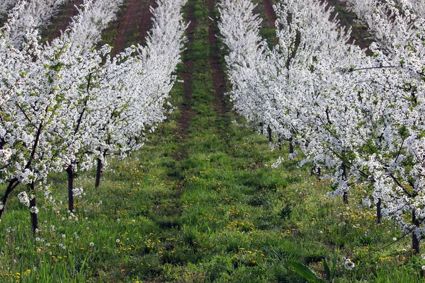 Cherry Orchard Landscape Nature Spring Season — Stock Photo, Image