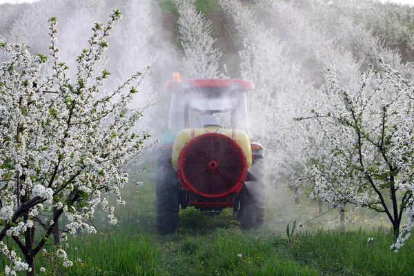 Spruzzi Trattore Insetticida Ciliegio Frutteto Agricoltura Stagione Primaverile — Foto Stock