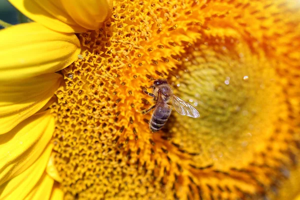 Abeille Sur Tournesol Macro Saison Estivale — Photo