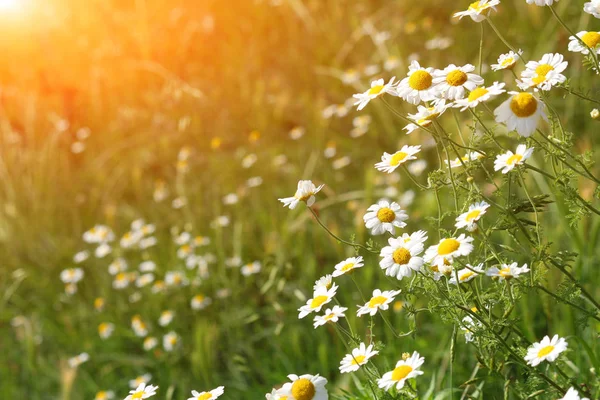 Vackra Kamomill Blomman Ängen Vårsäsongen — Stockfoto