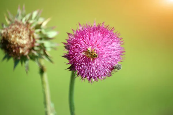 Ape Miele Che Raccoglie Polline Nettare Fiore — Foto Stock