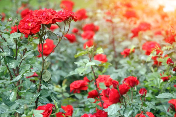 春の庭の赤いバラ — ストック写真