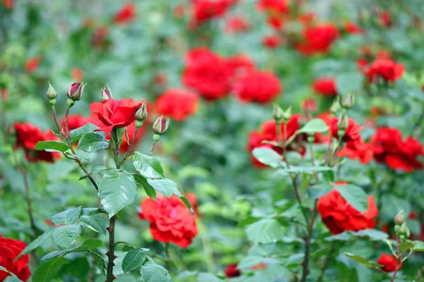Rosas Rojas Jardín Temporada Primavera —  Fotos de Stock