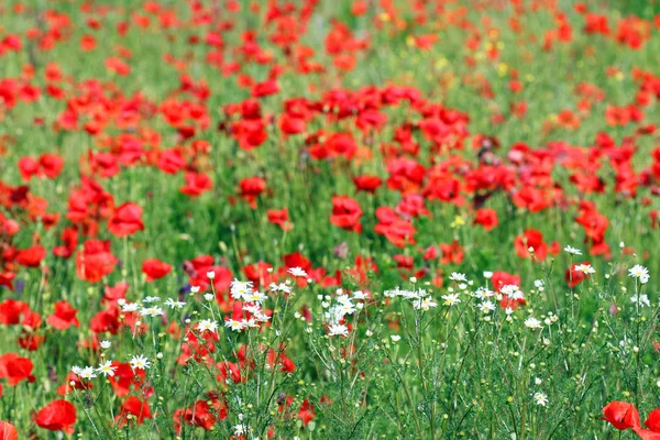 Papatya Haşhaş Çiçek Bahar Doğa Arka Planda — Stok fotoğraf