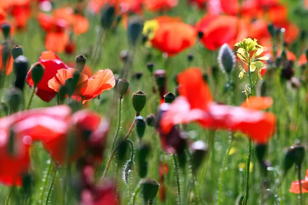 Papavers Bloem Voorjaar Natuur Achtergrond — Stockfoto