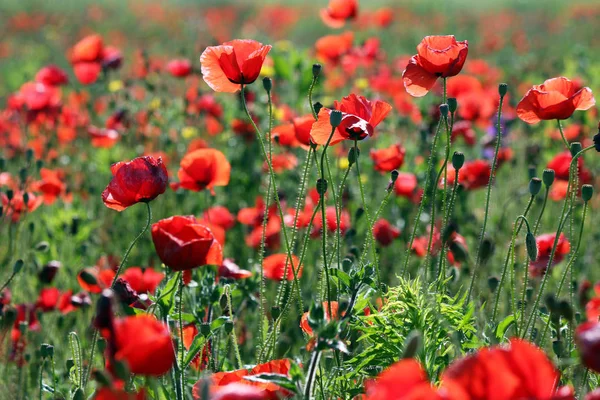 Papavers Bloem Weide Het Voorjaar — Stockfoto