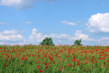 haşhaş çiçek ve ağaçlar bahar manzara çayırda