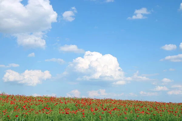 Cielo Blu Con Nuvole Papaveri Prato Fiorito Primavera Paesaggio Campagna — Foto Stock