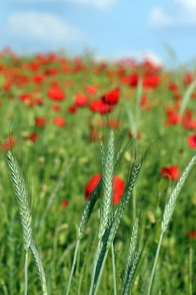 Зеленая Пшеница Маки Цветут Весной — стоковое фото