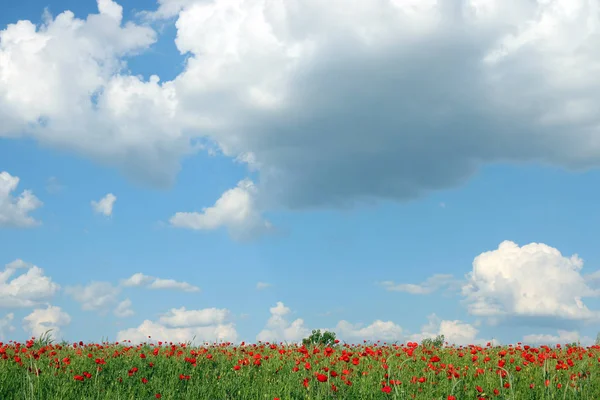 Papaveri Prato Fiorito Cielo Blu Con Nuvole Primavera — Foto Stock