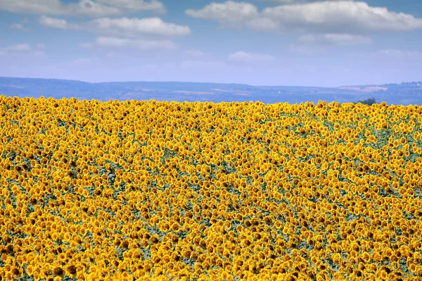 Słonecznikowe Pole Lecie Countryside Krajobraz — Zdjęcie stockowe