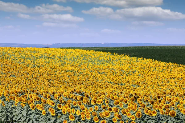 Campo Girasol Verano Paisaje Agricultura —  Fotos de Stock