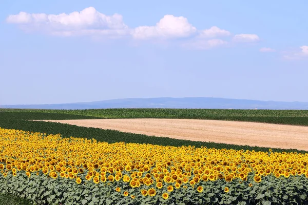Sonnenblumen Sojabohnen Und Maisfelder Landschaft Landwirtschaft — Stockfoto