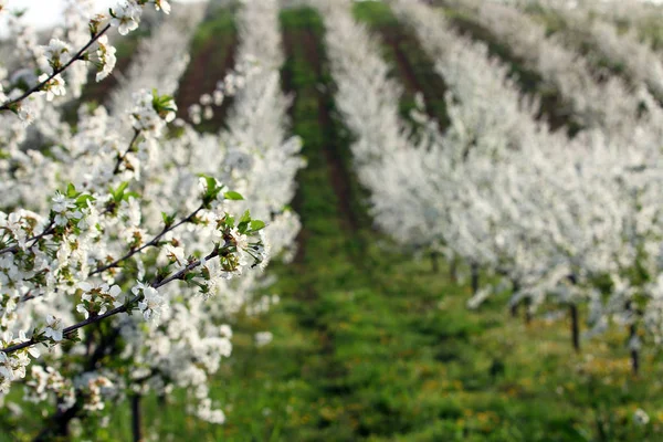 Kirschgarten Der Frühjahrslandwirtschaft — Stockfoto