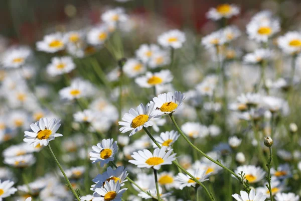 Beyaz Papatya Çiçek Çayır Bahar — Stok fotoğraf