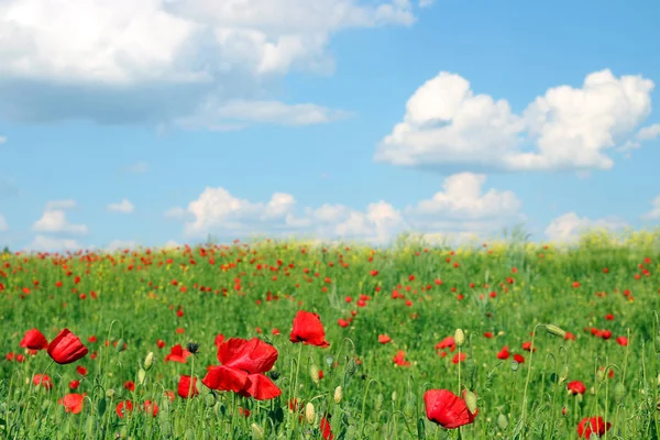 Poppies Flower Sky Clouds Landscape — Stock Photo, Image