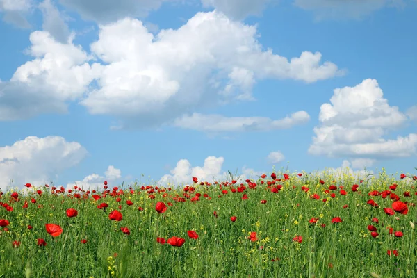 Papavers Bloem Weide Hemel Met Wolken Landschap — Stockfoto