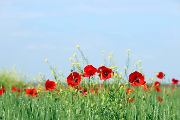 Vallmo Blommor Våren Äng Landskap — Stockfoto