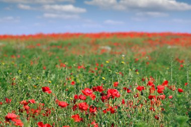 Bahar manzara çayırda çiçekler
