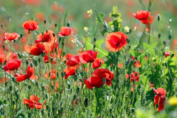 Red Poppies Flower Spring Season Landscape — Stock Photo, Image
